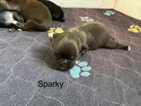 Sparky , a male Shih Tzu for sale in Fork, SC – 1 of 1