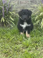 Lizzie, a female Australian Shepherd for sale in Fork, SC – 5 of 8