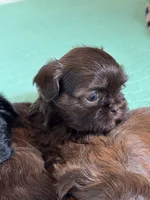 Shihtzu , a female Shih Tzu for sale in Fork, SC – 5 of 7