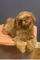 Shihtzu , a female Shih Tzu for sale in Fork, SC – Photo 2 of 2