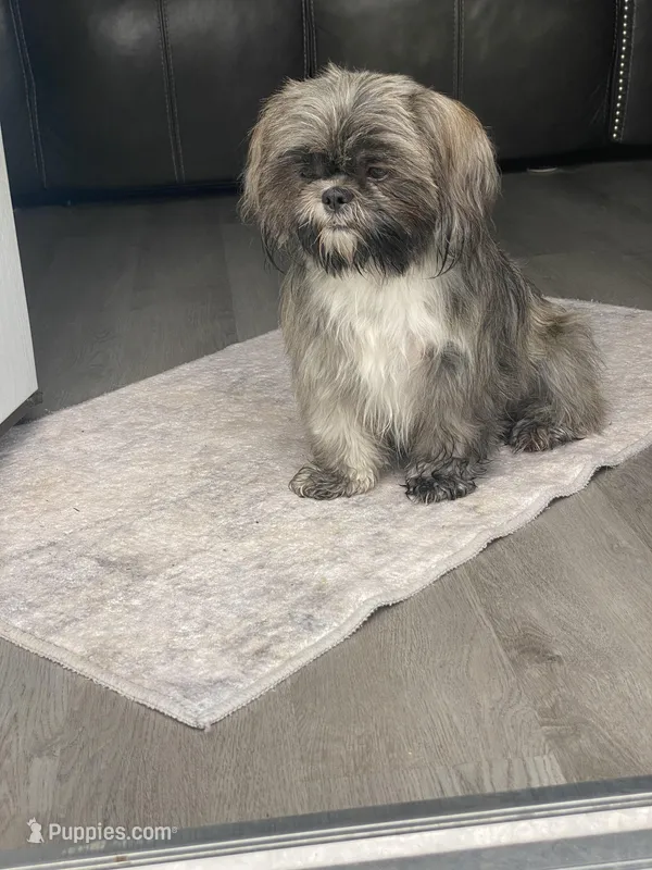 Shihtzu  – Shih Tzu puppy for sale in Fork, SC