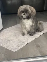 Shihtzu , a female Shih Tzu for sale in Fork, SC – Photo 1 of 2