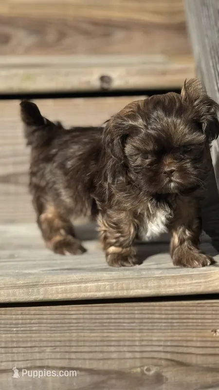 Summer – Shih Tzu puppy for sale in Fork, SC