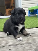 Lizzie, a female Australian Shepherd for sale in Fork, SC – 2 of 5