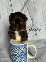 Sparky , a male Shih Tzu for sale in Fork, SC – 4 of 6