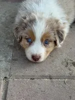 Minnie, a female Australian Shepherd for sale in Fork, SC – 4 of 4