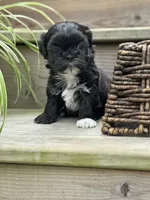 Daisy , a female Shih Tzu for sale in Fork, SC – 2 of 3