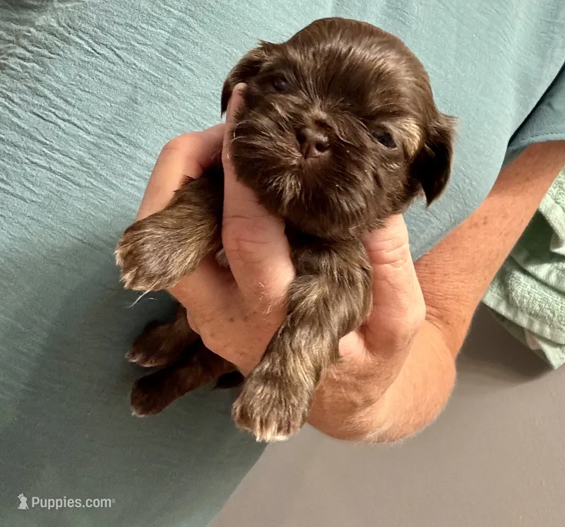 Shihtzu  – Shih Tzu puppy for sale in Fork, SC