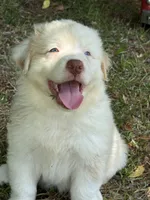 Miles, a male Australian Shepherd for sale in Fork, SC – 2 of 8