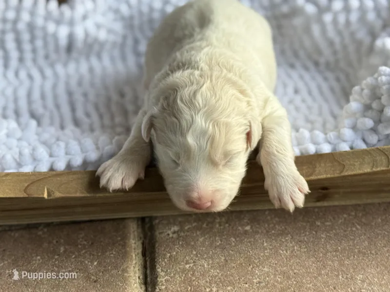 Finn, a male Australian Shepherd for sale in Fork, SC – Photo 1 of 6