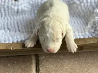 Finn, a male Australian Shepherd for sale in Fork, SC – Photo 1 of 6