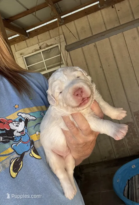 Finn – Australian Shepherd puppy for sale in Fork, SC