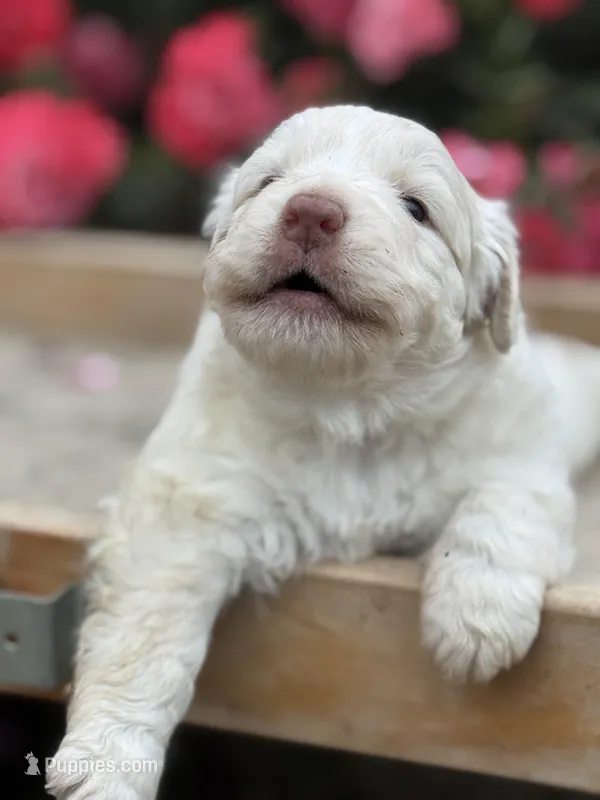 Finn – Australian Shepherd puppy for sale in Fork, SC