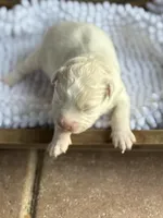 Finn, a male Australian Shepherd for sale in Fork, SC – Photo 2 of 6