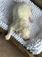 Finn, a male Australian Shepherd for sale in Fork, SC – Photo 3 of 6