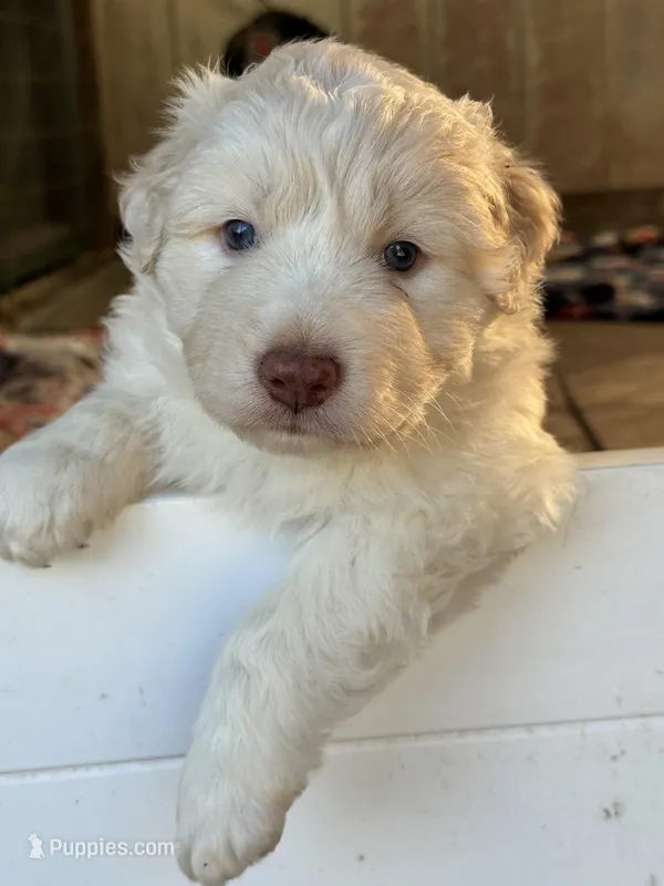 Finn – Australian Shepherd puppy for sale in Fork, SC