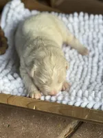 Finn, a male Australian Shepherd for sale in Fork, SC – Photo 4 of 6