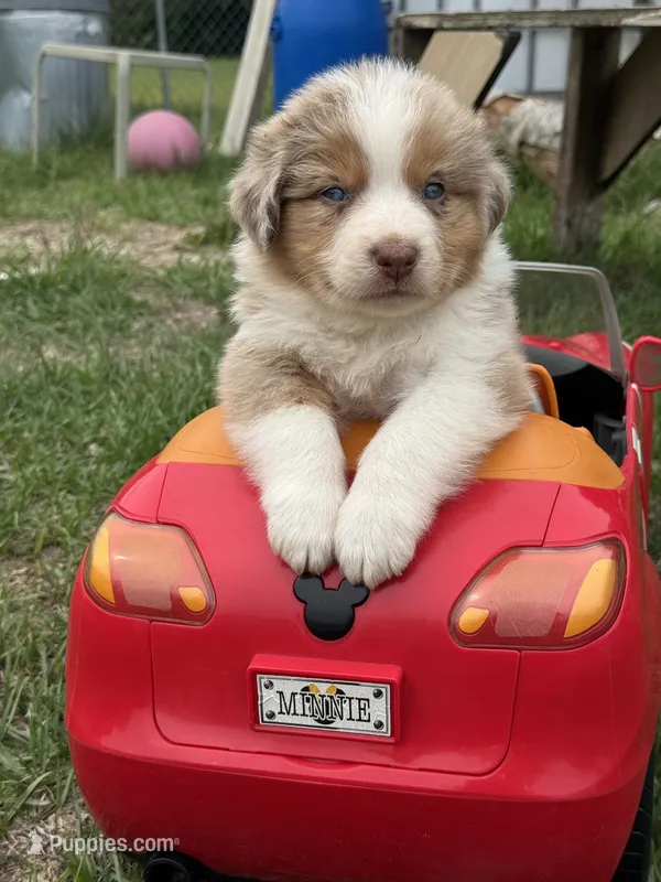 Minnie – Australian Shepherd puppy for sale in Fork, SC