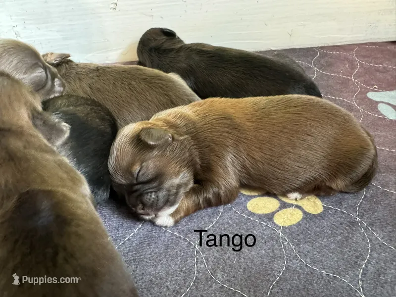 Tango – Shih Tzu puppy for sale in Fork, SC