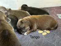 Tango, a male Shih Tzu for sale in Fork, SC – 1 of 1