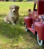 Tigger, a male Australian Shepherd for sale in Fork, SC – 2 of 6