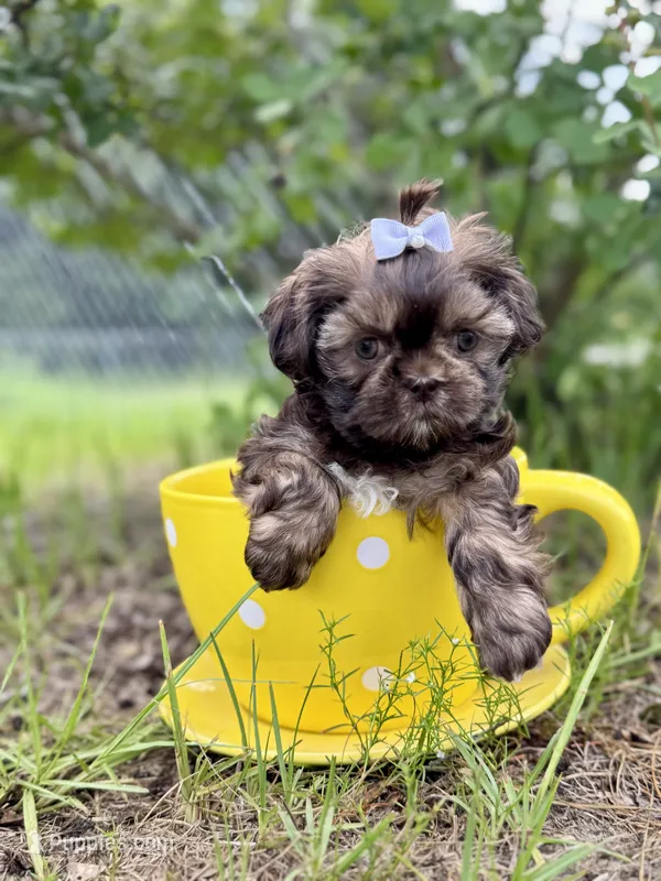 Summer – Shih Tzu puppy for sale in Fork, SC