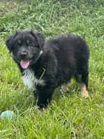 Lizzie, a female Australian Shepherd for sale in Fork, SC – 4 of 8