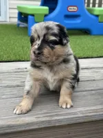 Storm , a male Australian Shepherd for sale in Fork, SC – 3 of 5