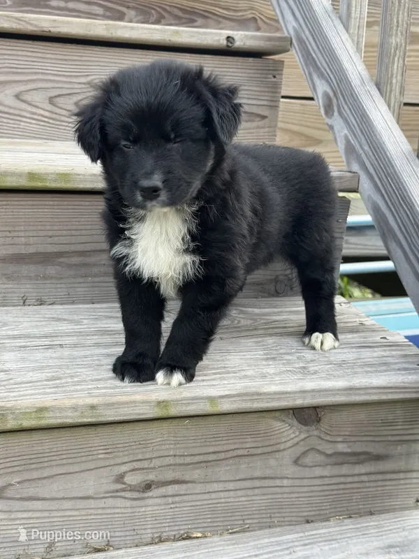 Dipsy  – Australian Shepherd puppy for sale in Fork, SC