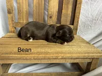 Bean, a male Shih Tzu for sale in Fork, SC – 3 of 5