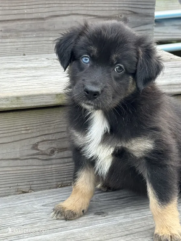 Tessa – Australian Shepherd puppy for sale in Fork, SC