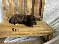 Bean, a male Shih Tzu for sale in Fork, SC – 4 of 5