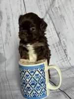 Sparky , a male Shih Tzu for sale in Fork, SC – 5 of 6
