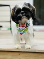 Puppies due, a  Shih Tzu for sale in Fork, SC – 3 of 4