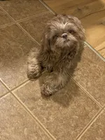 Puppies due, a  Shih Tzu for sale in Fork, SC – 2 of 4