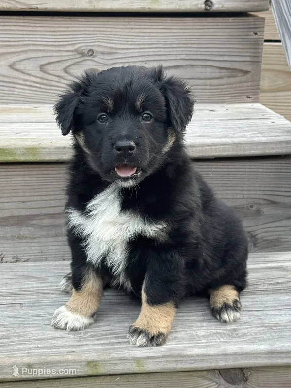 Lizzie – Australian Shepherd puppy for sale in Fork, SC
