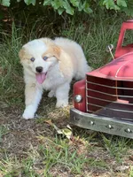 Bumper, a male Australian Shepherd for sale in Fork, SC – 2 of 8