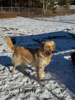 Lettie, a female Golden Retriever for sale in Fork, SC – Photo 2 of 3