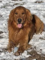 Lettie, a female Golden Retriever for sale in Fork, SC – Photo 3 of 3
