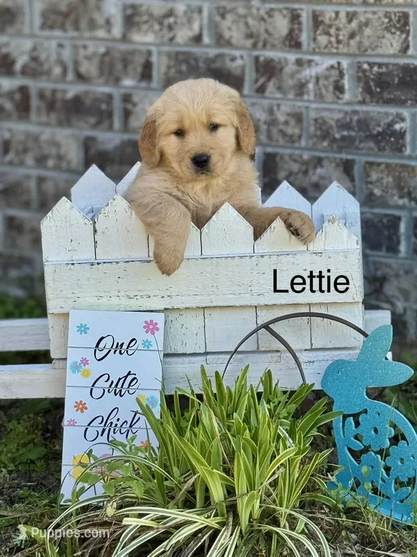 Lettie, a female Golden Retriever for sale in Fork, SC – Photo 1 of 3