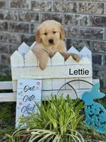 Lettie, a female Golden Retriever for sale in Fork, SC – Photo 1 of 3