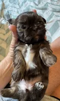 Shihtzu , a female Shih Tzu for sale in Fork, SC – 3 of 7