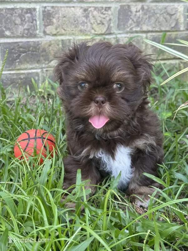 Sparky  – Shih Tzu puppy for sale in Fork, SC