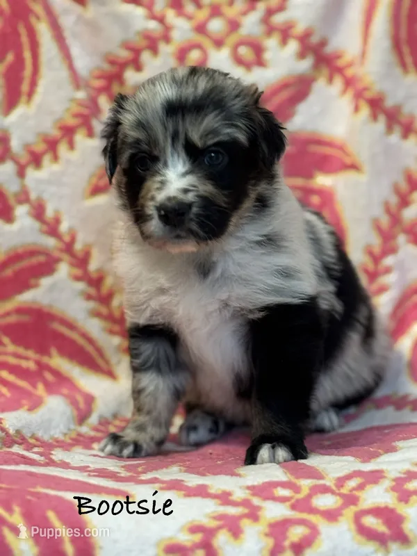 Bootsie – Australian Shepherd puppy for sale in Fork, SC