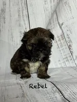 Rebel , a male Shih Tzu for sale in Fork, SC – 4 of 5