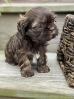 Summer, a female Shih Tzu for sale in Fork, SC – 3 of 10