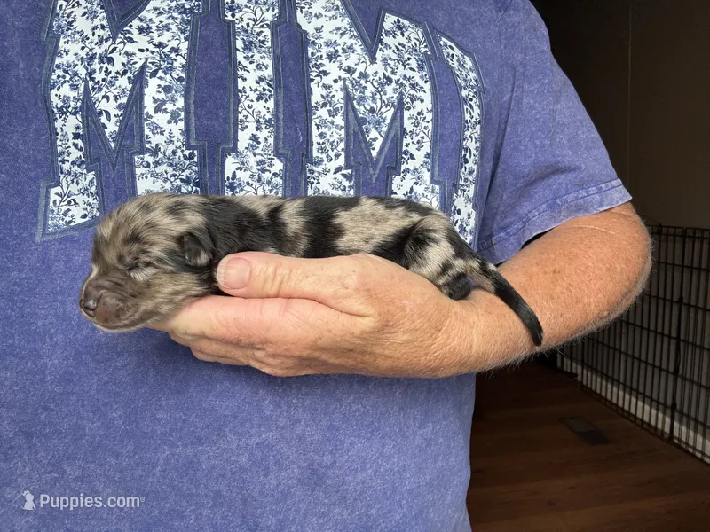 Boone – Australian Shepherd puppy for sale in Fork, SC