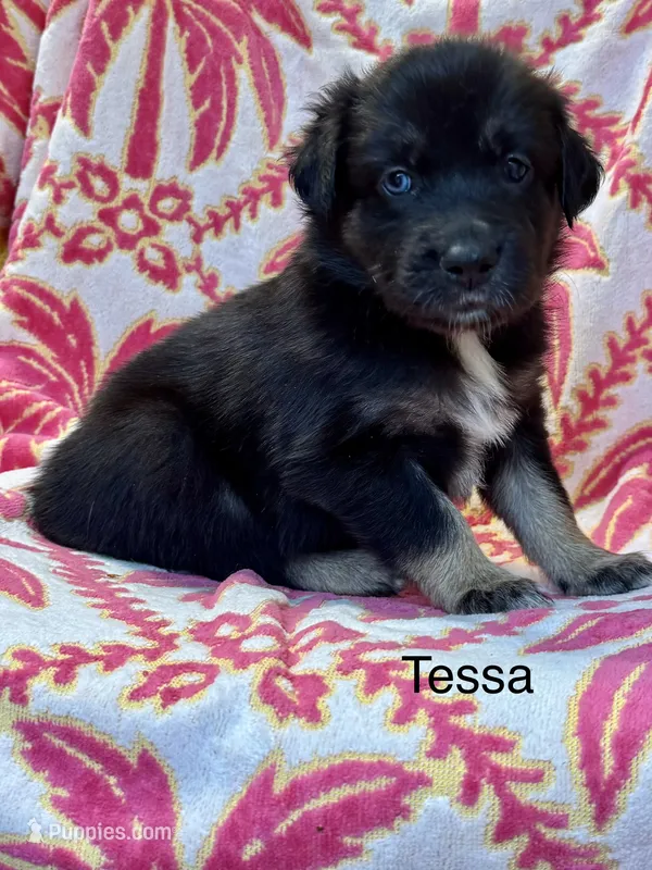 Tessa – Australian Shepherd puppy for sale in Fork, SC