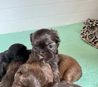 Shihtzu , a female Shih Tzu for sale in Fork, SC – 4 of 7