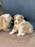 Minnie, a female Australian Shepherd for sale in Fork, SC – 3 of 4